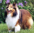 Sheltie Diamond Painting Kit